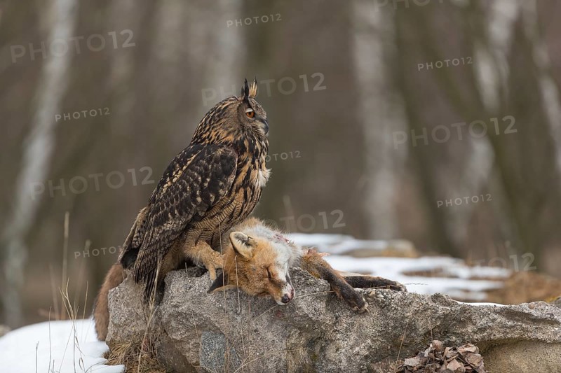 One Eurasian Eagle Owl, Bubo bubo, perched on a carcass of a red fox lying on a rock. A forest in the background