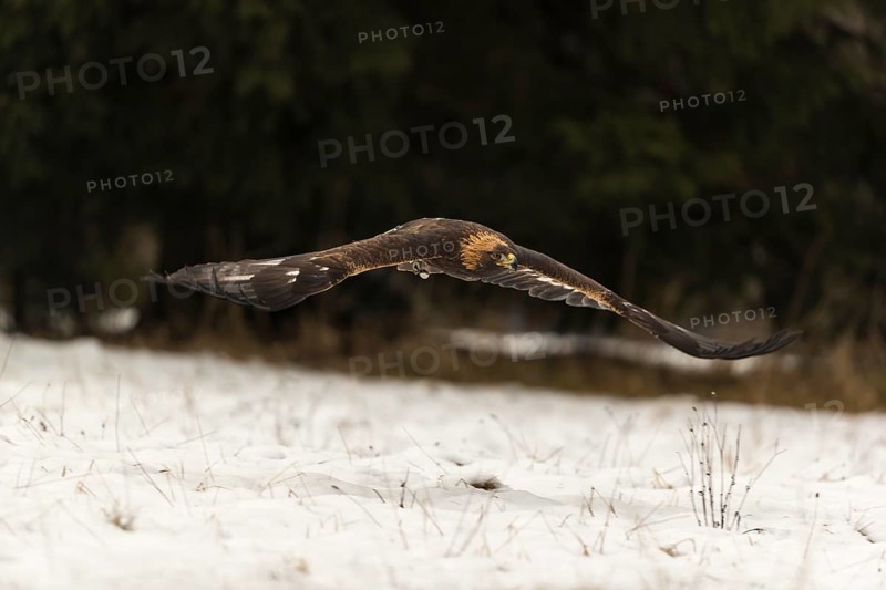 One golden eagle (Aquila chrysaetos) flying over a snowy meadow. A forest in the background. Carries a GPS Transmitter on it's back