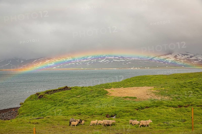 Sheep under a rainbow. Rainbow over the sea at Hopsvatn, N Iceland