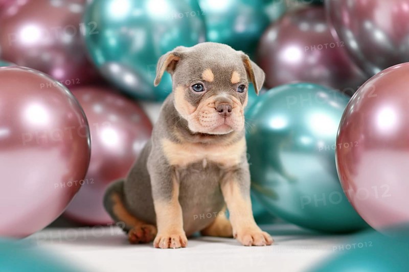 Young healthy lilac orange tan French Bulldog dog puppy with colorful balloons in background
