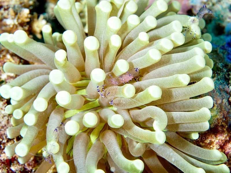 A pale green anemone mushroom coral (Heliofungia actiniformis) on the seabed in an underwater environment, dive site Close Encounters, Permuteran, Bali, Indonesia, Asia