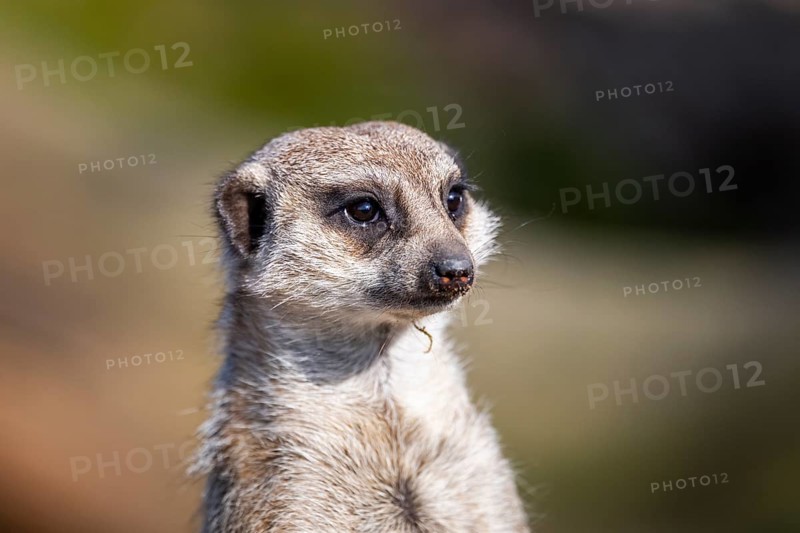 Meerkat (Suricata suricatta) standing sweet and curious in the desert, captive, occurrence Africa