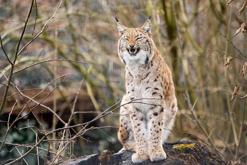Eurasian lynx (Lynx lynx), in a forest, captive, Bavaria, Germany, Europe