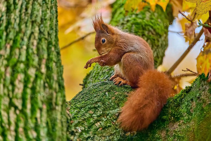 Eurasian squirrel (Sciurus vulgaris), sitting on a tree in an autumnal setting with colourful leaves and preening itself, Baden-Württemberg, Germany, Europe