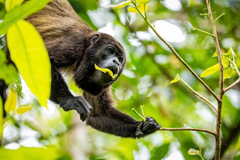 Howler monkey (Alouatta palliata) eating leaves in a tree, Cahuita National Park, Costa Rica, Central America