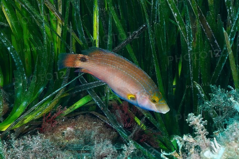 A colourful fish, Mediterranean wrasse (Symphodus mediterraneus), swimming through green seagrass, Neptune grass (Posidonia oceanica), dive site L'anse aux blés, Giens peninsula, Provence Alpes Côte d'Azur, France, Europe