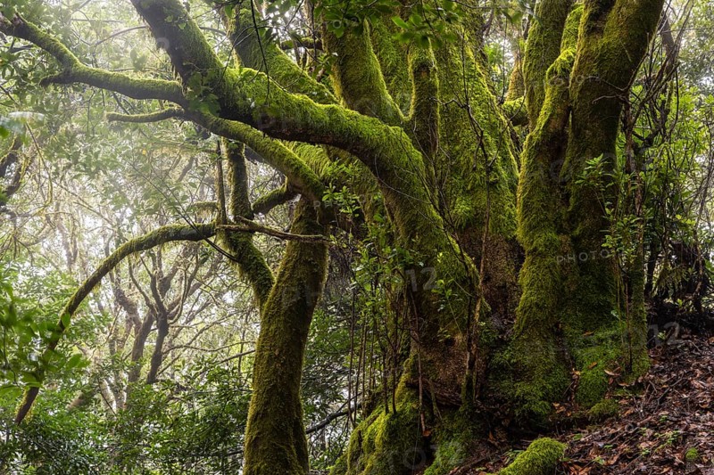 Mossy laurel tree in the cloud forest. Garajonay National Park, La Gomera, Canary Islands, Spain, Europe