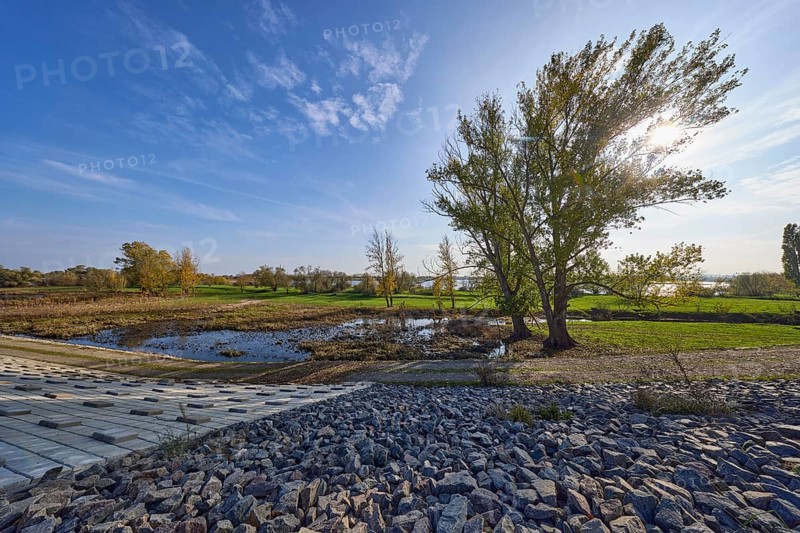Tree in backlight, blue sky with cumulus clouds and sun, Elbe meadows with dike, Mühlberg Elbe, Elbe-Elster district, Brandenburg, Germany, Europe
