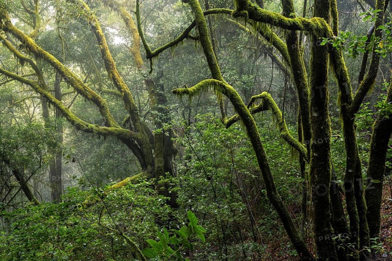 Trees with mosses and lichens. Light mist and sun. Garajonay National Park, La Gomera, Canary Islands, Spain, Europe