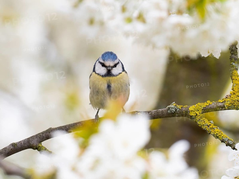 Blue Tit (Parus caeruleus) in spring, frontal view of the bird, perched on a branch in flowering cherry tree, Hessen, Germany, Europe