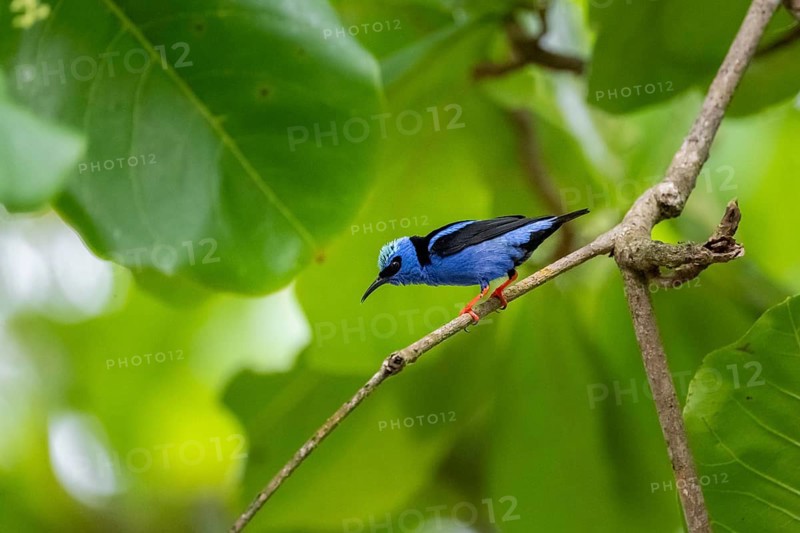 Turquoise Sunbird (Cyanerpes cyaneus), bird sitting on a branch, Corcovado National Park, Osa, Puntarena Province, Costa Rica, Central America