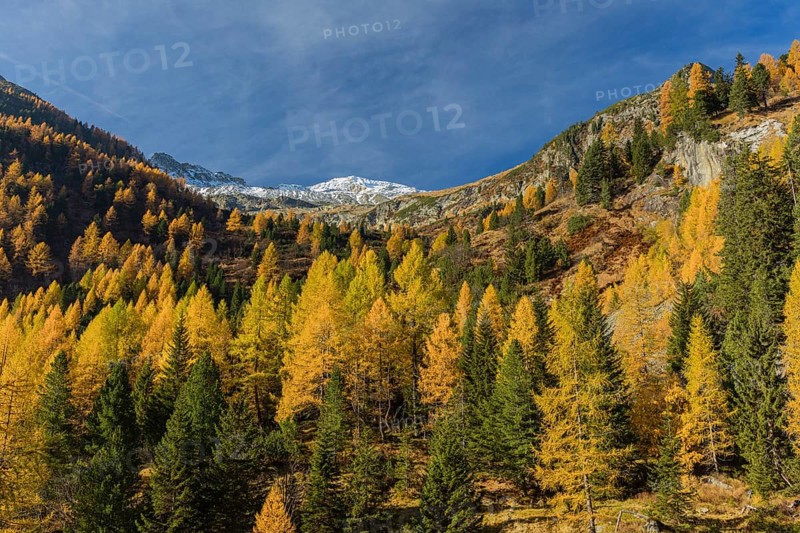 Fall foliage seen from the Malta Hochalm road. Carithia, Austria, Europe