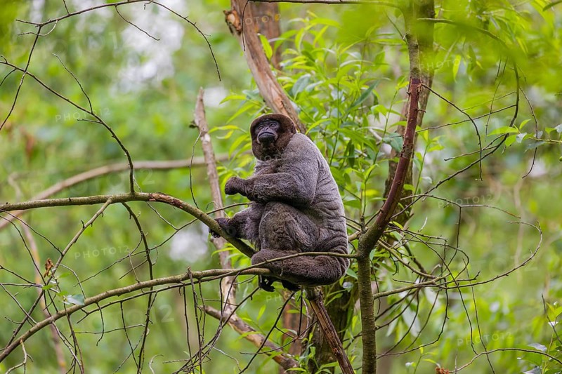 A common woolly monkey, brown woolly monkey, or Humboldt's woolly monkey (Lagothrix lagothricha) climbs in a tree