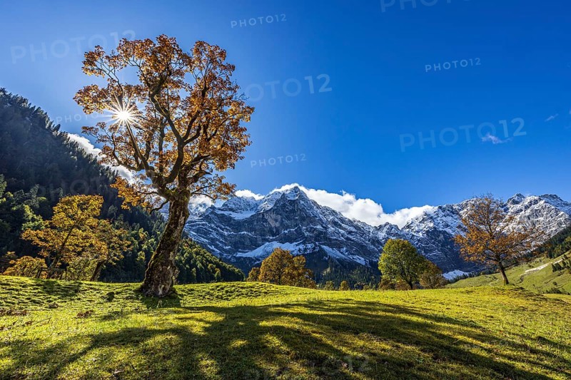 Maple tree in front of snow-covered mountains, sunbeams, backlight, autumn colours, sunny, Engalm, Großer Ahornboden, Karwendel Mountains, Tyrol, Austria, Europe