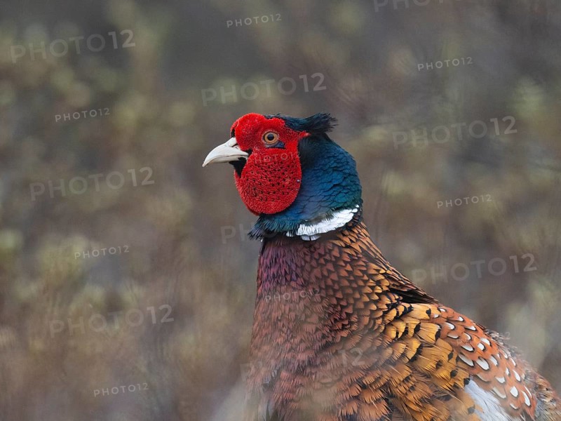 Pheasant (Phasianus colchicus) portrait of adult male or cock bird, island of Texel, Holland