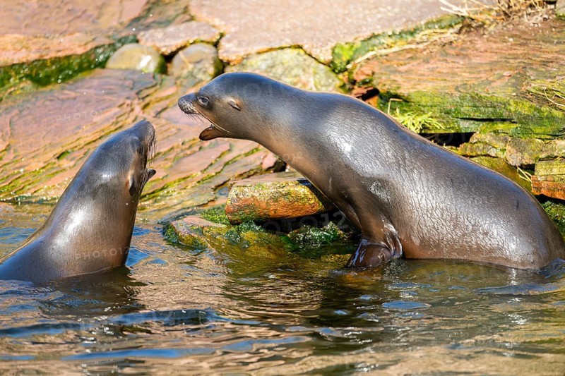 California sea lion (Zalophus californianus), at the shore of the sea, captive, Germany, Europe