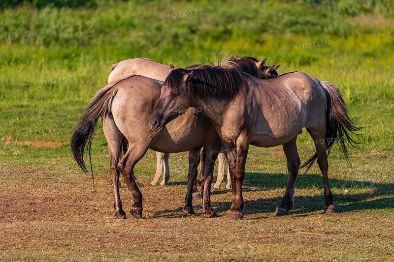 A herd of tarpans (Equus ferus) stands in a clearing in the Masuria tarpan horse reserve, belonging to the scientific station in Popielno, Masuria, North Poland
