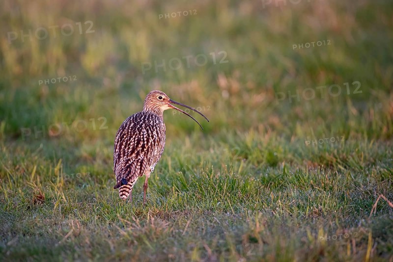 Eurasian curlew (Numenius arquata), calling, Ochsenmoor, Dümmer, Lemförde, Lower Saxony, Germany, Europe