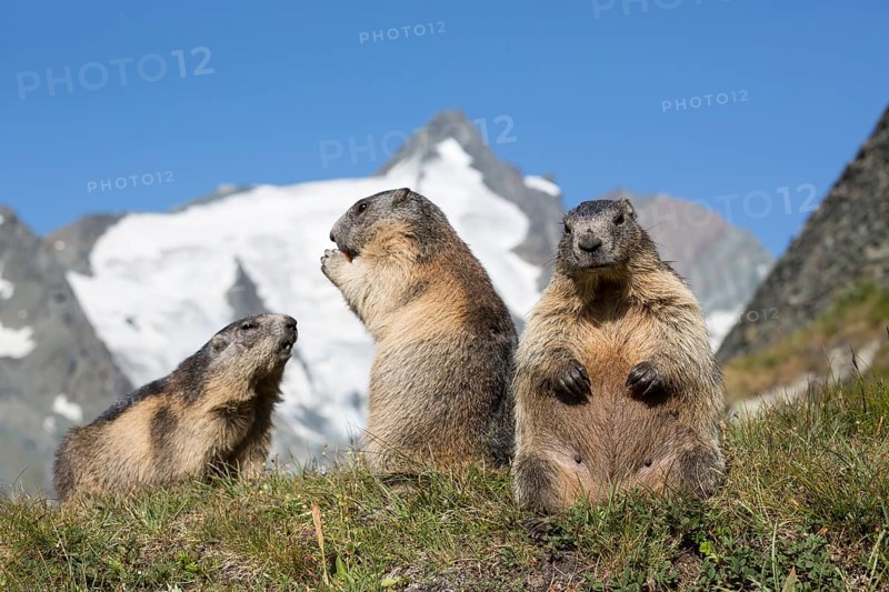 Three adult Alpine Marmot, Marmota marmota, sitting in front of the Grossglockner mountain in bright sunlight and a blue sky