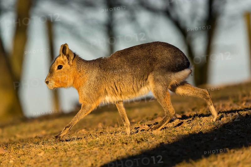 One Patagonian mara (Dolichotis patagonum) walks over a dry meadow in early morning light