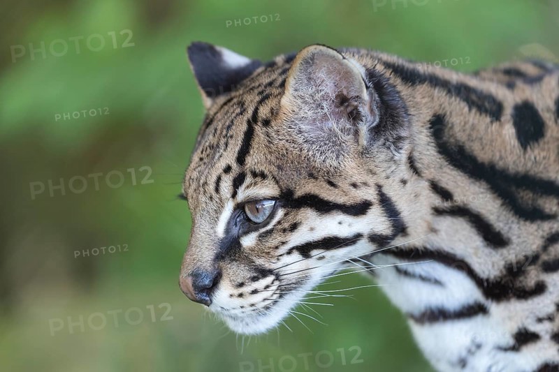 One Ozelot, Leopardus pardalis, side portrait with green vegetation in the background