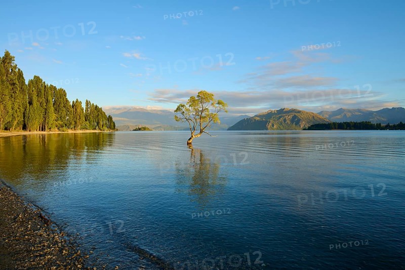 Under the morning sun a tree stands in the lake, surrounded by forest and mountains in a clear atmosphere, summer, Lake Wanaka, Wanaka, Otago, South Island, New Zealand, Oceania