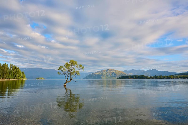A single tree in the lake with mountains and clouds, shining in a peaceful atmosphere, summer, Lake Wanaka, Wanaka, Otago, South Island, New Zealand, Oceania