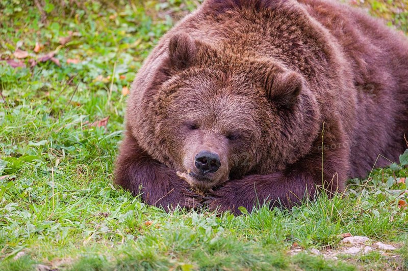 An adult female brown bear (Ursus arctos arctos) lies on a meadow and chews a bone
