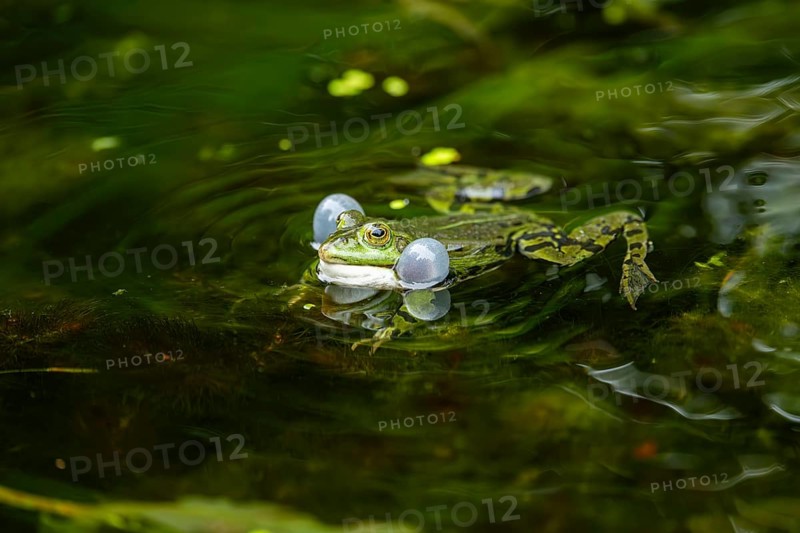 Edible frog (Pelophylax esculentus) in a little lake in the water, Bavaria, Germany, Europe