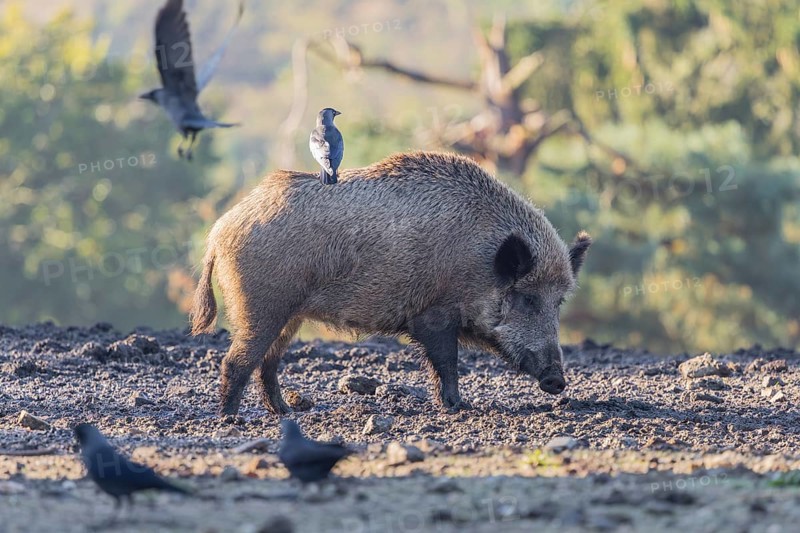 An adult female wild boar or wild pig (Sus scrofa) stands on a clearing searching for food. Western jackdaws (Coloeus monedula) sit on her or are standing close to it waiting to get their share