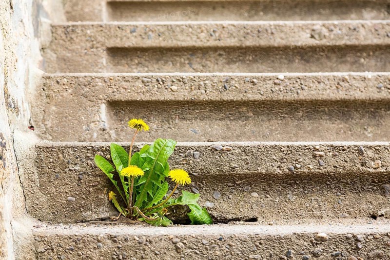 Dandelion (Taraxacum) growing and flowering in the crack of a step at the Spitzhaus in Radebeul, Saxony, Germany, Europe