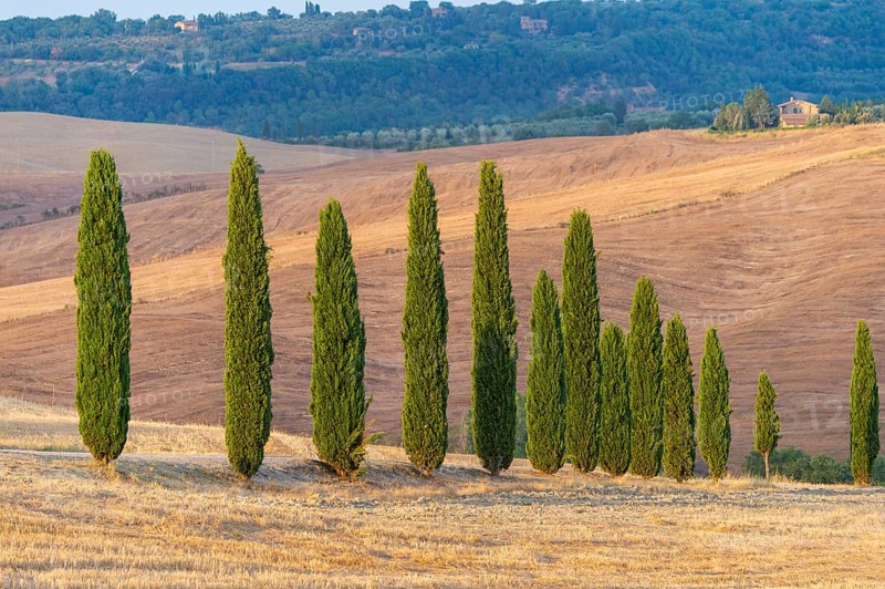 Typical Tuscan landscape in Val d'Orcia with hills, trees, fields, farmhouses and cypresses in summer, Tuscany, Italy, Europe