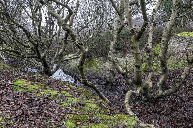 Birch trunks (Betula pendula), Amrum, Schleswig-Holstein, Germany, Europe