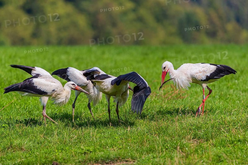 A white stork (Ciconia ciconia) family looking for food on a green meadow