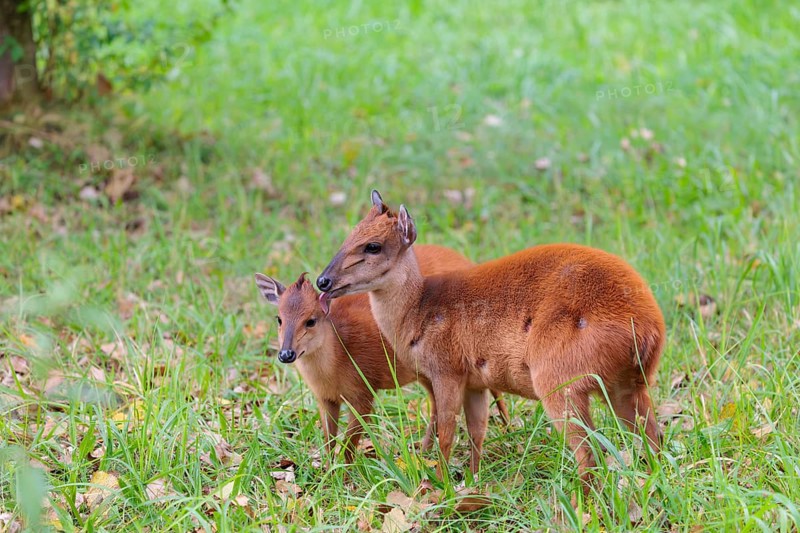 A female red forest duiker, Natal duiker or Natal red duiker (Cephalophus natalensis) stands with its calf on a green meadow and licks it