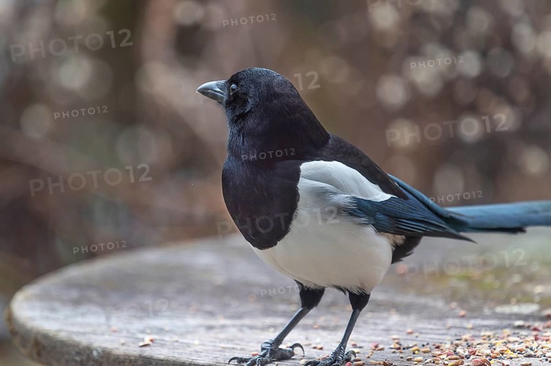 Magpie (Pica pica) fetches food from the patio table, Bavaria, Germany, Europe