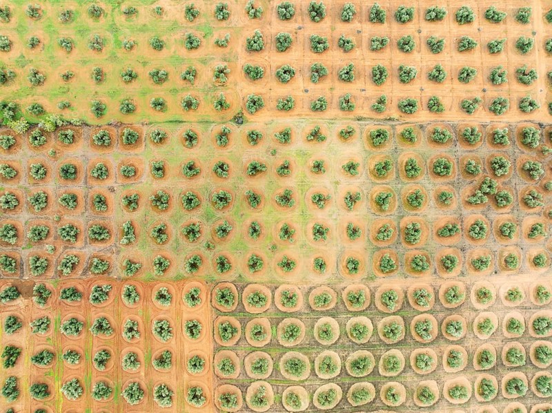 Cultivated olive trees (Olea europaea). Aerial view. Drone shot. Jaén province, Andalusia, Spain, Europe