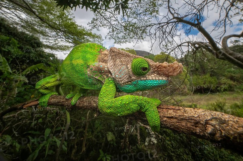 Male chameleon (Calumma oushagnessy) in the rainforests of Ranomafana National Park in south-east Madagascar