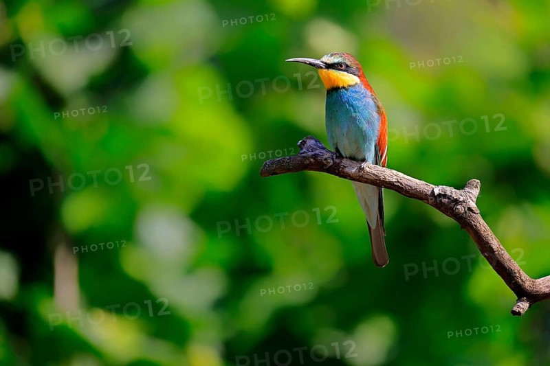 European bee-eater (Merops apiaster), adult, perch, alert, Rhineland-Palatinate, Germany, Europe