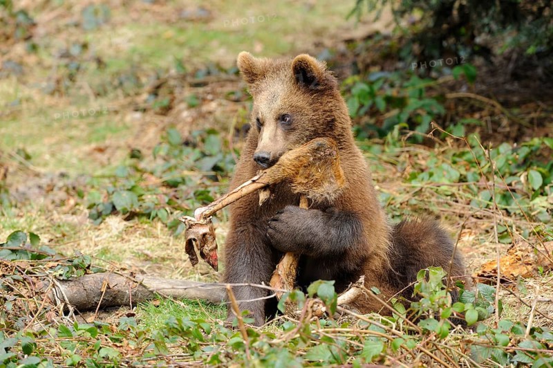 A young brown bear holding a piece of wood in its mouth on a forest floor, Eurasian brown bear (Ursus arctos arctos), Bavarian Forest National Park