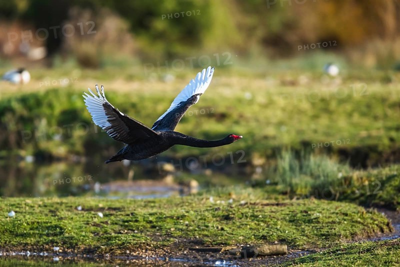Black Swan, Cygnus atratus, bird in flight over winter marshes