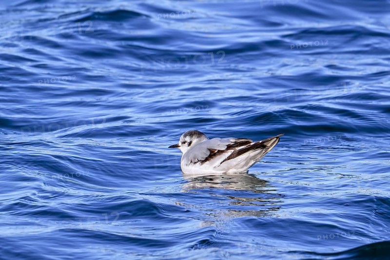 Little gull (Hydrocoloeus minutus, Larus minutus) in first-winter plumage swimming along the North Sea coast in January