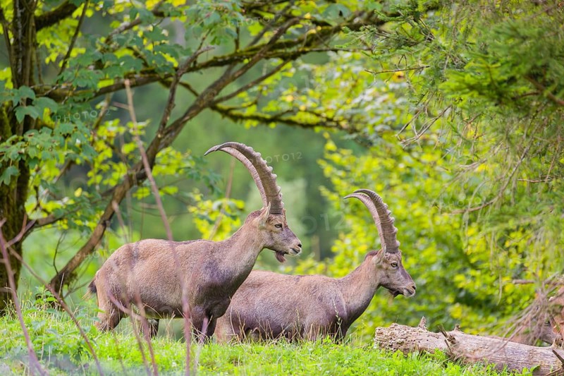 Two male ibex (Capra ibex) stand on a hill at the edge of the forest in soft lighting. A forest with fresh green leaves can be seen behind them