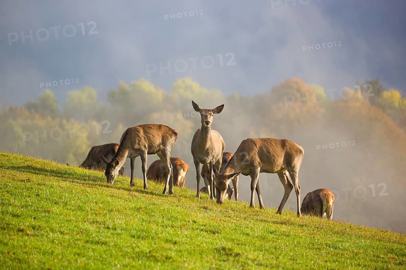 A herd of red deer hinds (Cervus elaphus) stands in a meadow, A forest with autumn leaves can be seen in the background. Wisps of mist drift over the forest