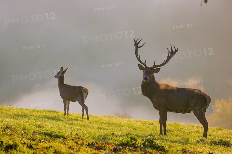 A red deer hind and a stag (Cervus elaphus) stand backlit on a meadow. Early morning light with a forest in mist and fall foliage in the background