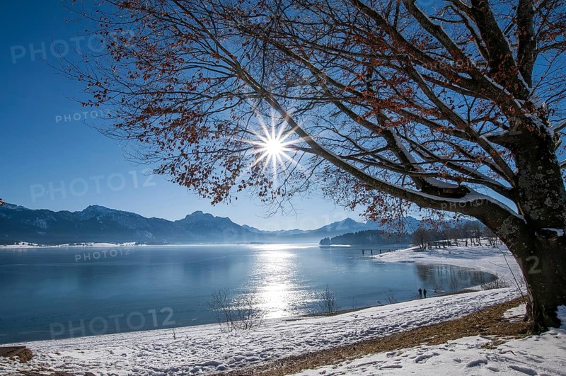Winter idyll on Lake Forggensee in the Allgäu, in the background the Säuling (2047 m) near Füssen, Bavaria, Germany, Europe