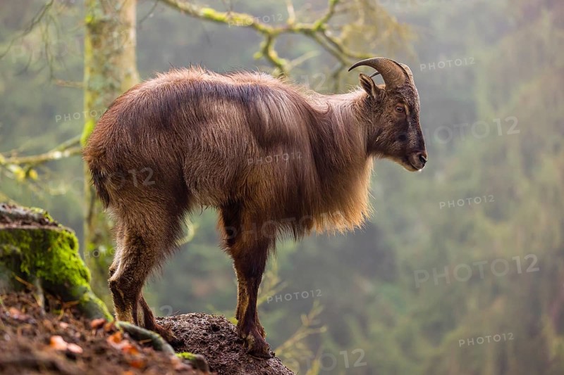 A male Himalayan Tahr (Hemitragus jemlahicus) stands in the forest on a foggy day
