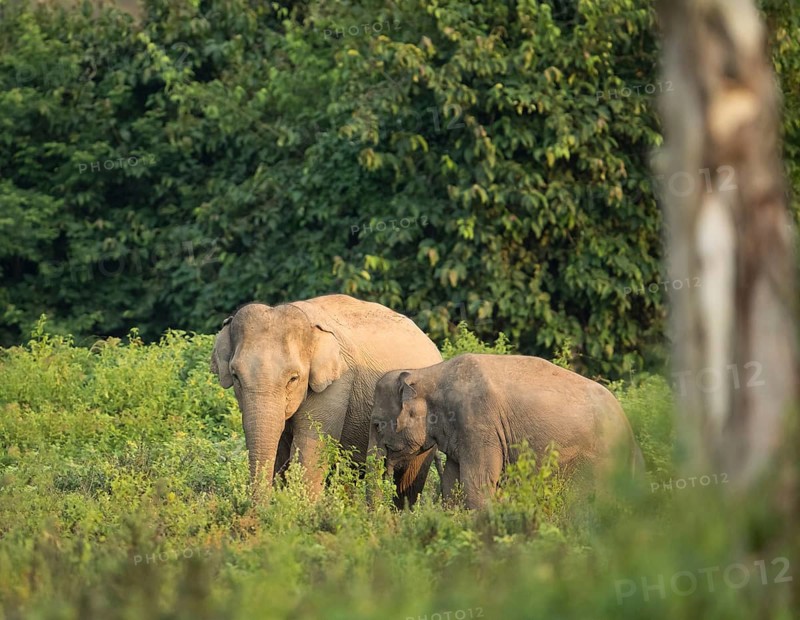 Indian elephants (Elephas maximus indicus), Khiri Khan, Hua Hin, Kui Buri National Park, Thailand, Asia