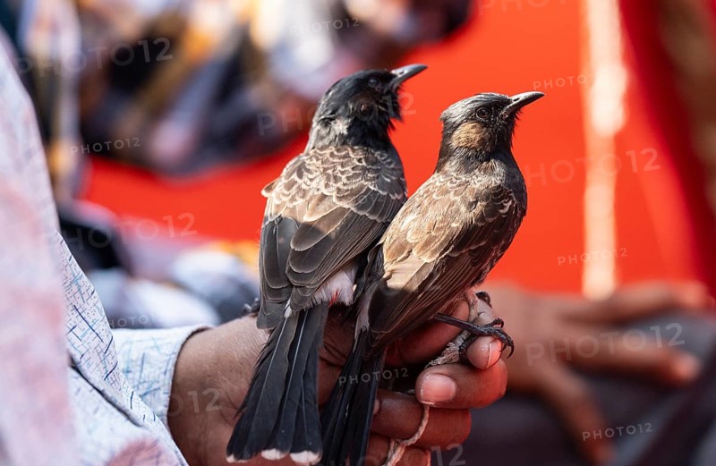 Hajo, India. 15 January 2024. Bird owners hold red-vented bulbuls before fighting during a traditional bird fighting game on the occasion of Magh Bihu or Bhogali Bihu at Hayagrib Madhab temple