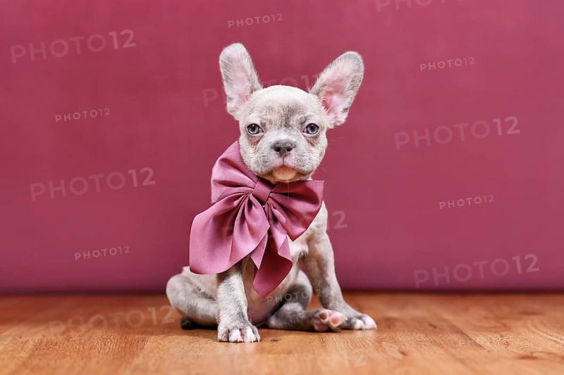 Cute Lilac Brindle French Bulldog dog puppy with healthy long nose and ribbon in front of studio background